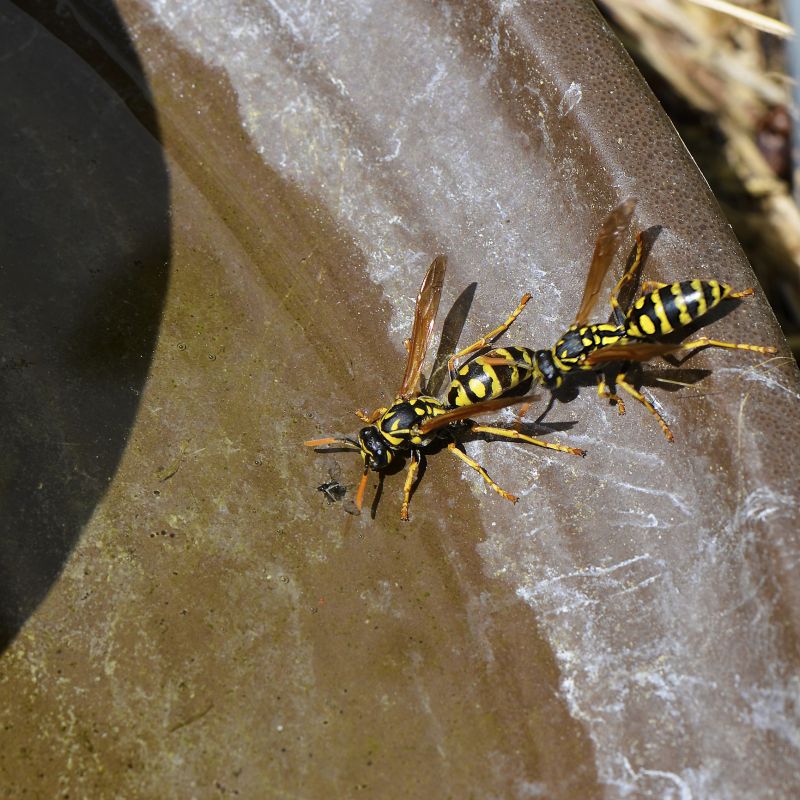 Yellow Jacket Nest Removal