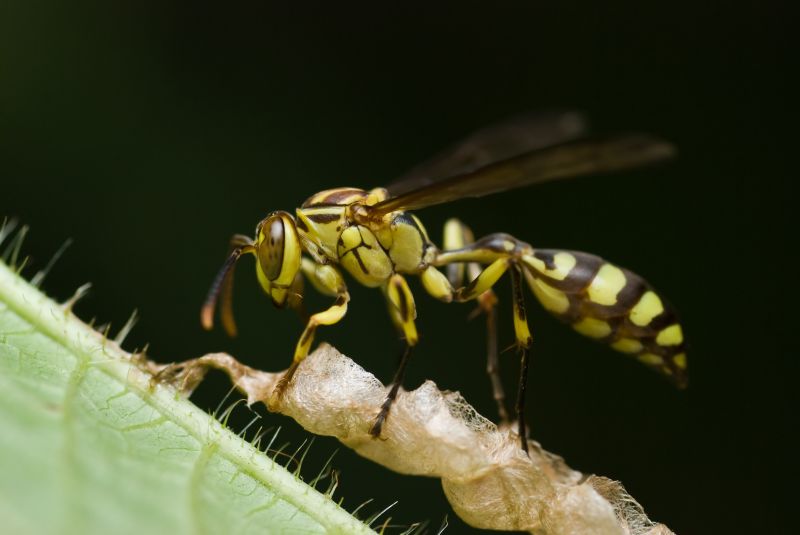 Yellow Jacket Nest Removal