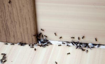 Ant Control Service in Denton, TX