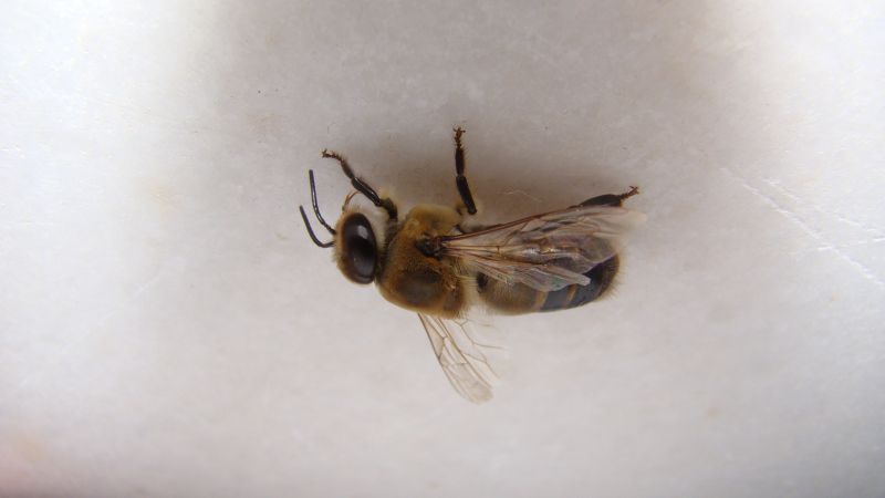 Beetle Removal in Frisco, TX
