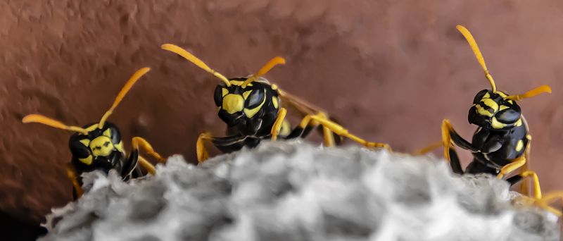 Yellow Jacket Nest Removal detail
