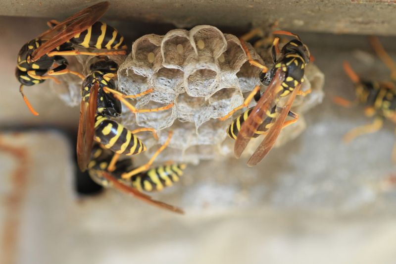 Yellow Jacket Nest Removal detail
