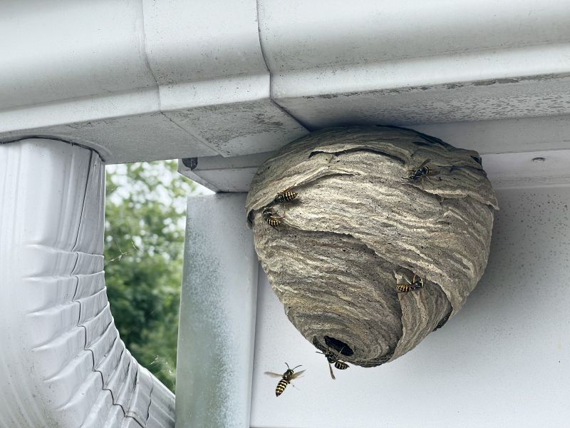 Yellow Jacket Nest Removal detail