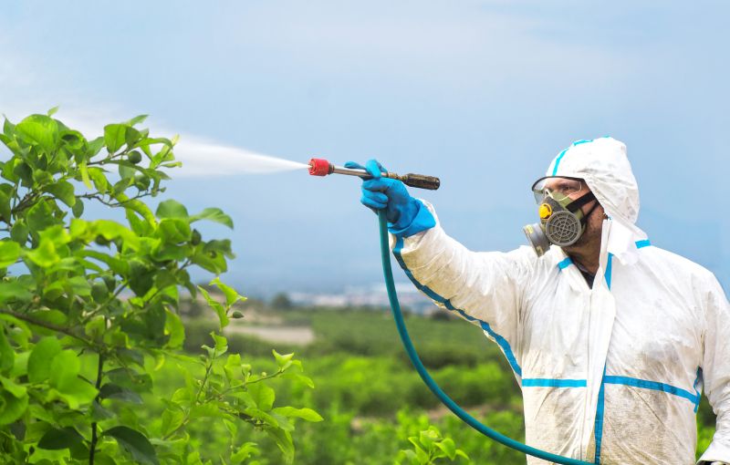 Spider Fumigation Service in Asheville, NC