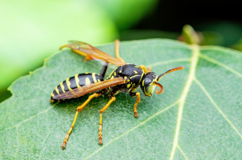 Yellow Jacket Nest Removal