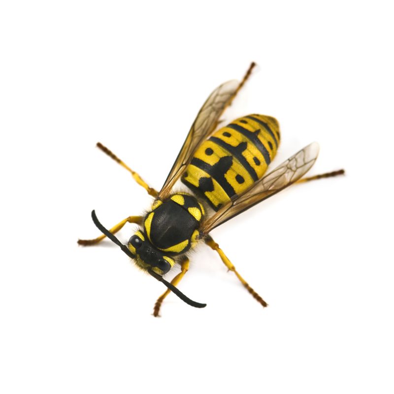 Yellow Jacket Nest Removal